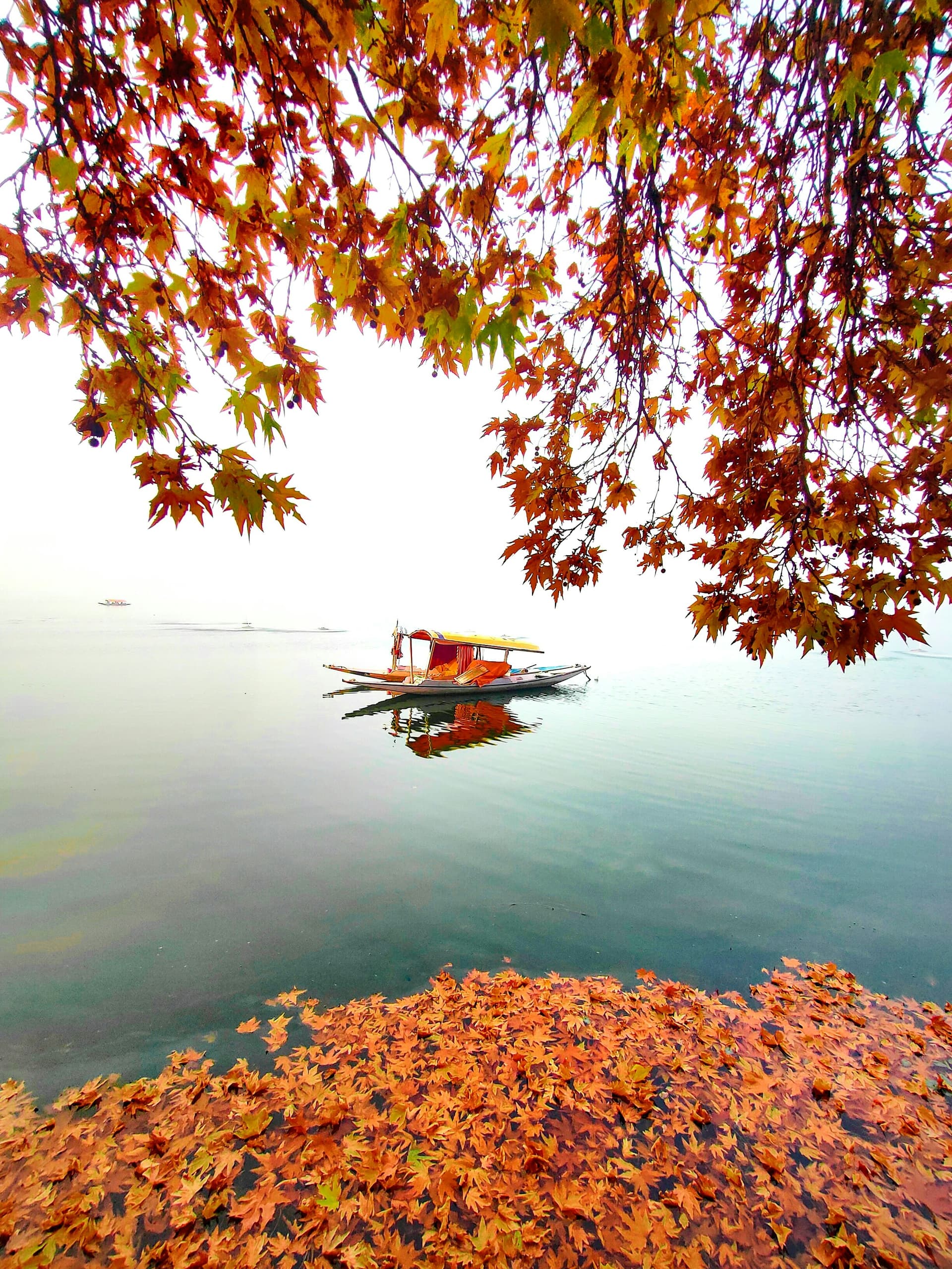 Autumn Chinar leaves at Dal Lake