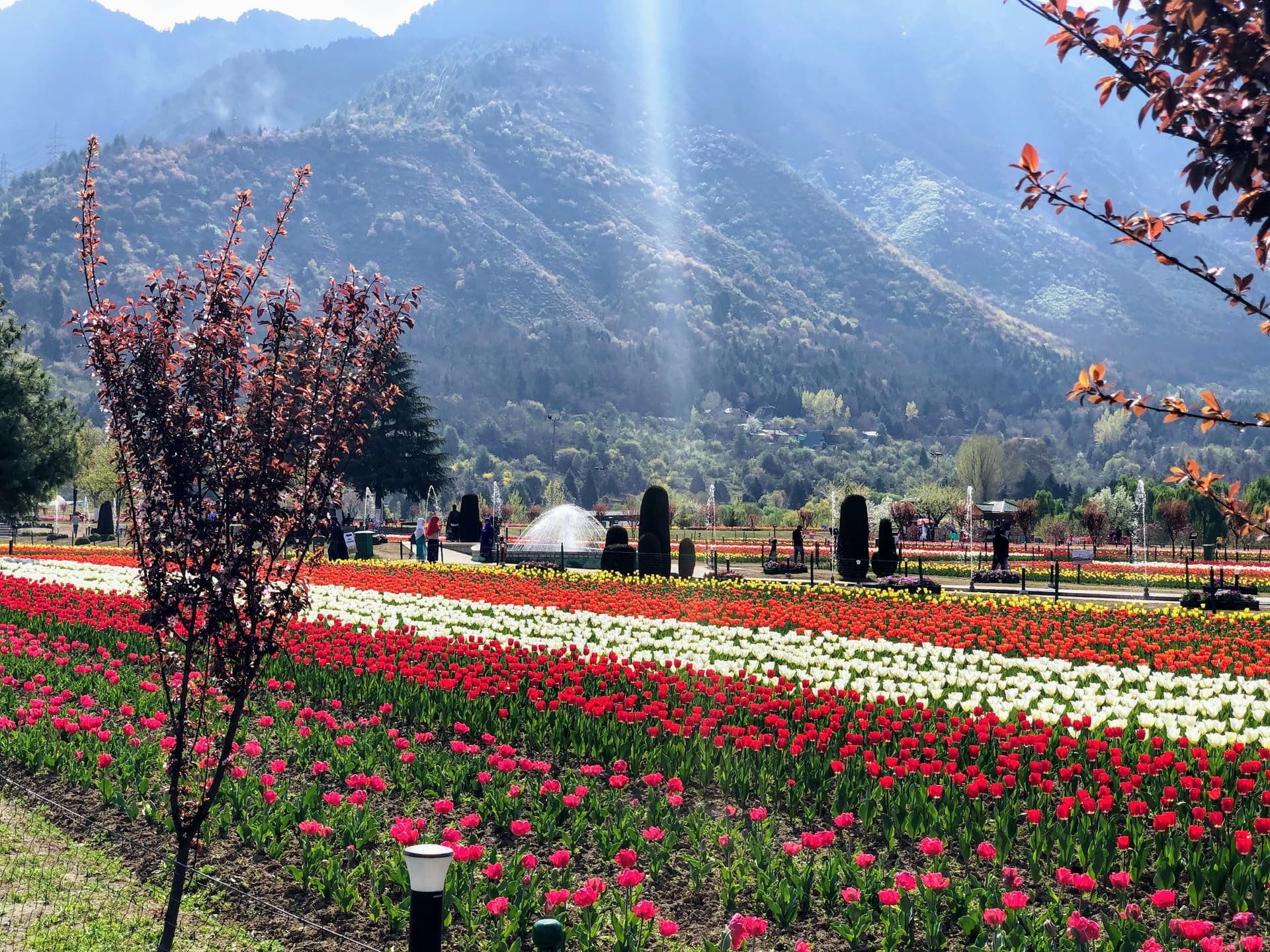 Indira Gandhi Tulip Garden